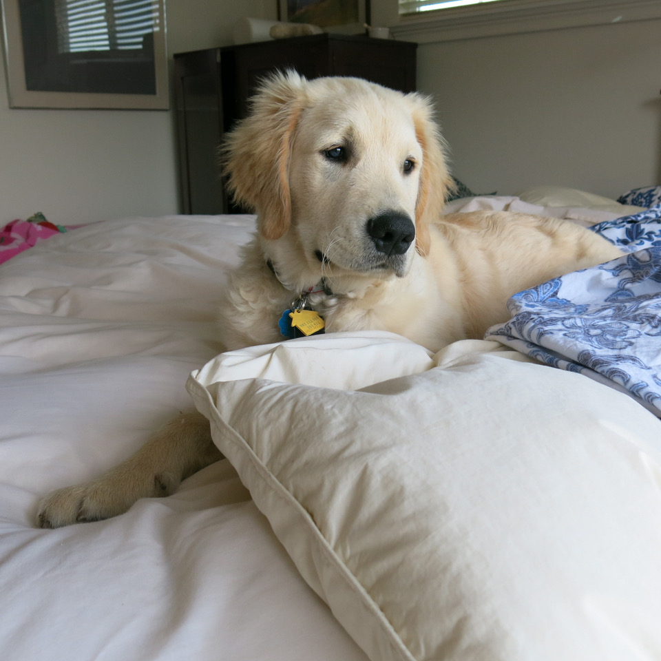 Beau for website-3.jpeg